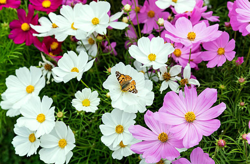 white daisies and pink butterfly resting on one of the corolla.jpg