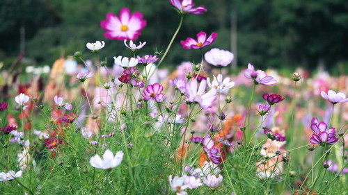 Delight in a colorful display of blooming flowers in bright hues during a sunny summer day. The lush.jpg