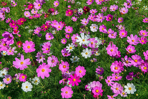 Top view of vibrant pink and white cosmos flowers blooming densely in a lush green field. Fresh flor.jpg