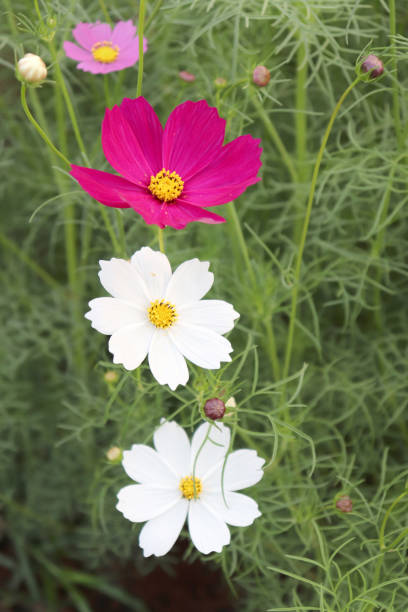 Bright flowers in the garden in the evening..jpg