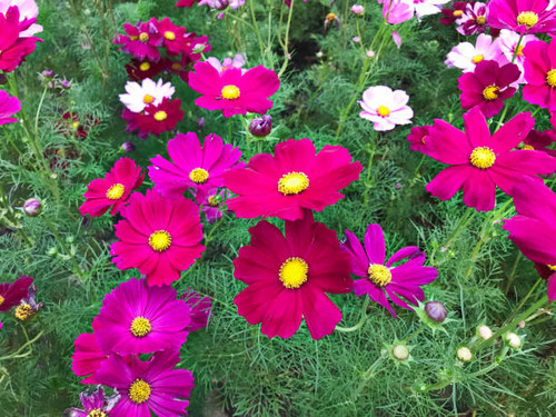 Field of dark pink Cosmos flowers..jpg