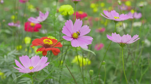 Close up variety of colorful flower field with a little bee flying around for collecting nectar poll.jpg