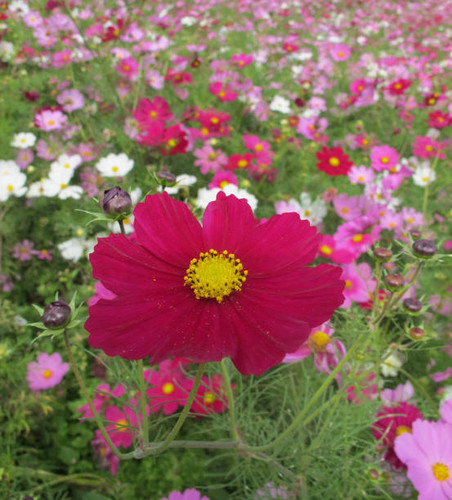 Close up red cosmos in cosmos flower field with variety of cosmos color in the back.jpg