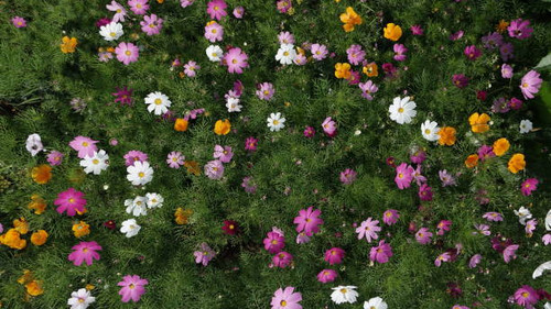 Different kinds of flowers in the garden. Cute colorful floral background.jpg