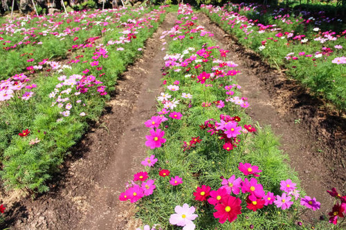 Field cosmos flowers blooming in garden summer background.jpg