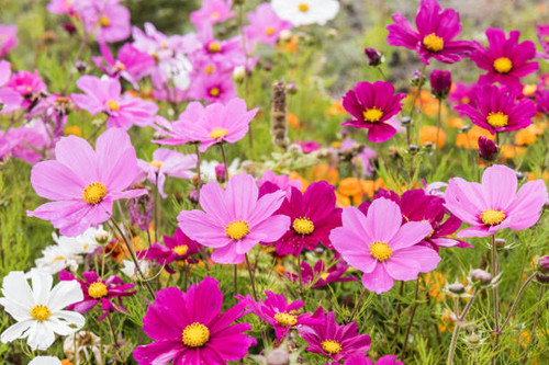 Close up of blooming Cosmos bipinnatus.jpg
