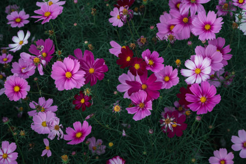closed up beautiful pink cosmos flower in garden on top view, nature flower background concept.jpg