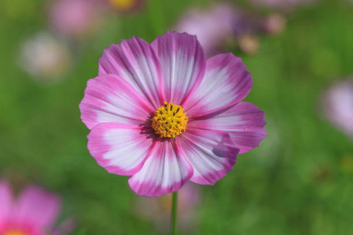 Flower,Cosmos Flower,Pink Color,Sky.jpg