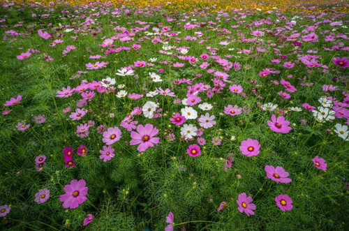 Field of cosmos colorful flower.jpg