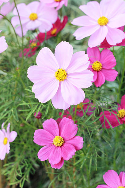 Colorful flowers in nature closely.jpg