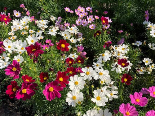 Colorful cosmos flowers in botanical garden for natural botanical background wallpaper banner..jpg