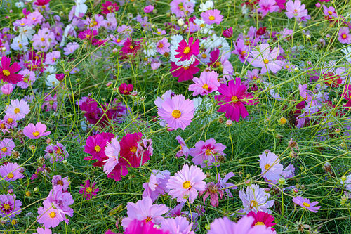 A vibrant scene of a field filled with blooming cosmos flowers in various shades of pink and white, .jpg