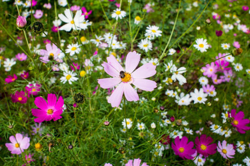 young bumblebee bathing in the pollen of a pink daisies flower on a flowerbed against a background o.jpg