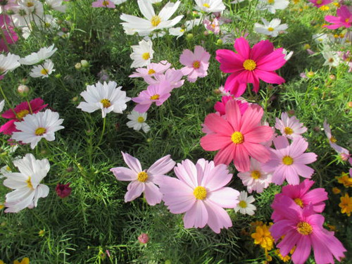 Cosmos flowers are becoming more colorful year by year, with deep red, yellow, orange, and multiple .jpg