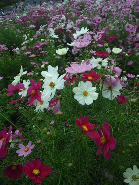 deep pink, pink, white cosmos flowers.jpg