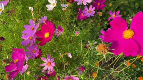 Multicolored cosmos flowers blooming in garden.jpg