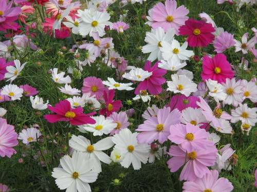 Cosmos flowers are becoming more colorful year by year, with deep red, yellow, orange, and multiple .jpg