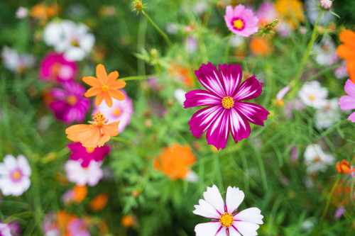 cosmos flowers in the flower garden, nature flowers concept.jpg
