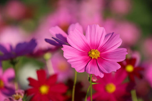 Colorful cosmos flowers blooming in the flower fields..jpg
