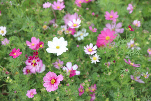 a Cosmos bipinnatus cloroful flowers garden in spring.jpg
