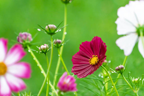 A close-up of a deep pink cosmos flower covered in raindrops, set against a fresh green background w.jpg