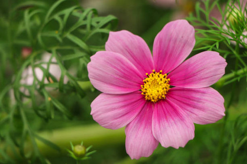 Pink cosmos flower in selective focus blooming in garden.jpg
