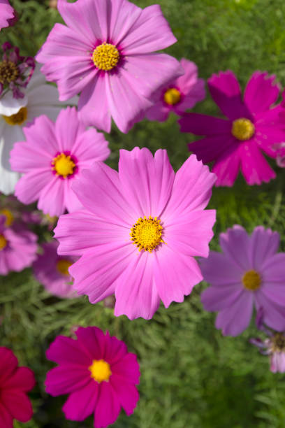 Beautiful cosmos flower in garden.jpg