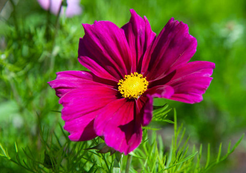 Beautiful pink flowers in the garden Cosmos bipinnatus or Mexican aster.jpg