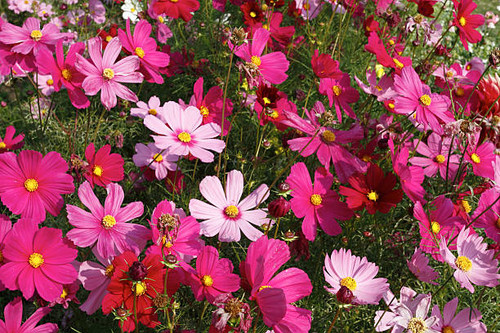 Flower in gardens.jpg