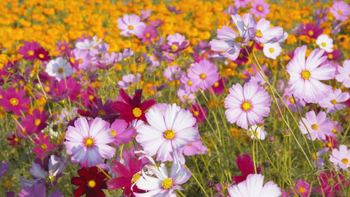 4K Resolution film of Cosmos flower in spring time.jpg