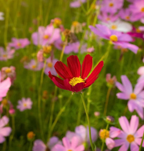 Cosmos flower with blurred background. blooming pink flower..jpg