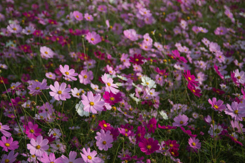 a lot of flower in the garden.jpg