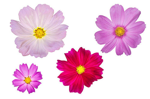 blooming cosmos flowers isolated on white background.jpg
