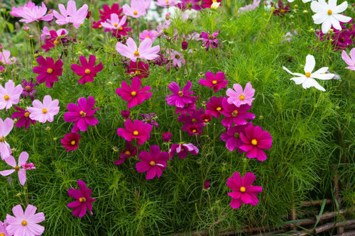 Pink and white cosmea flowers on a flower bed. Green leaves and stems. Elegant floral scene. Backgro.jpg