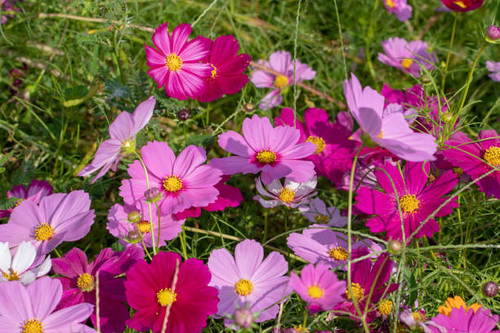 Cosmos flowers, shooting place is  Kazo city Saitama prefecture, Japan.jpg