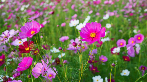 Pink cosmos flowers field are blooming beautifully in the morning light..jpg