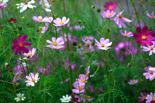 cosmos flowers in summer garden.jpg