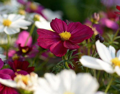 Cosmos flowers in the morning.jpg