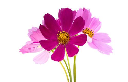 cosmos flowers isolated on white background.jpg