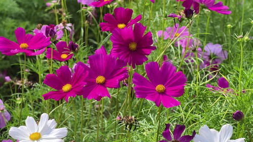 Cosmos flowers blooming in garden.jpg