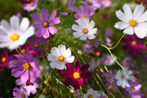 Bright and colorful cosmea flowers on a flower bed on a sunny day..jpg