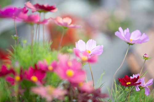 A view of cosmos flowers..jpg