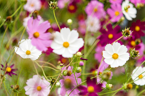 Cosmos flowers blooming in the garden summer season.jpg