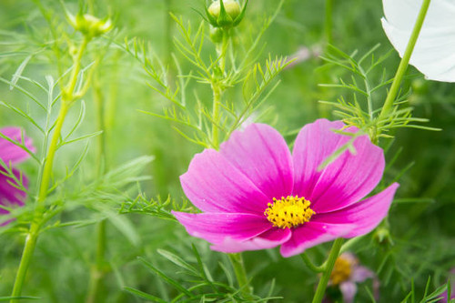 pink blossom cosmos flowers in the garden with sunlight morning pastel style.jpg