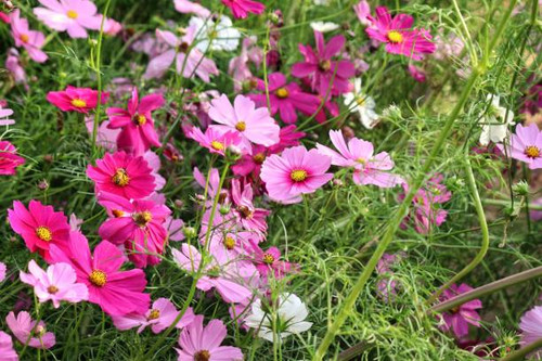 Pink cosmos flowers and leaves in the garden.jpg