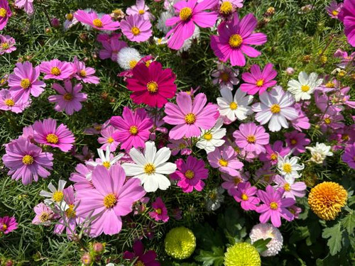 Cosmos flowers blooming in spring.jpg