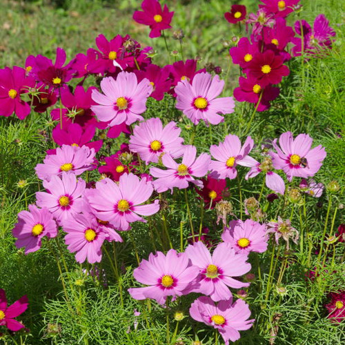 Beautiful summer flower bed with flowers kosmeya.jpg