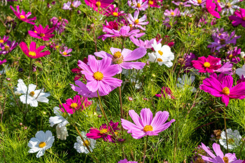 Bright floral decorative background with beautiful flowers Kosmeya in the garden.jpg