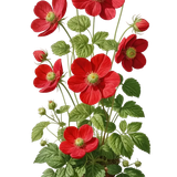 kits tammys welt canada dreams (73).png