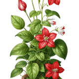 kits tammys welt canada dreams (74).png